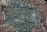 Silurian Fossil Crinoid (Scyphocrinites) Plate - Morocco #89243-1